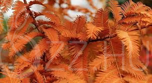 Kínai mamutfenyő (Metasequoia glyptostroboides)!10db mag