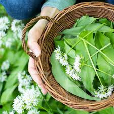 Medvehagyma (Allium ursinum)! 40db mag
