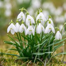 Hóvirág (Galanthus nivalis)!6db mag