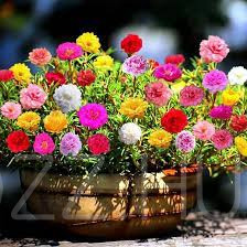 Porcsinrózsa-kővirág( Portulaca grandiflora)!25db mag