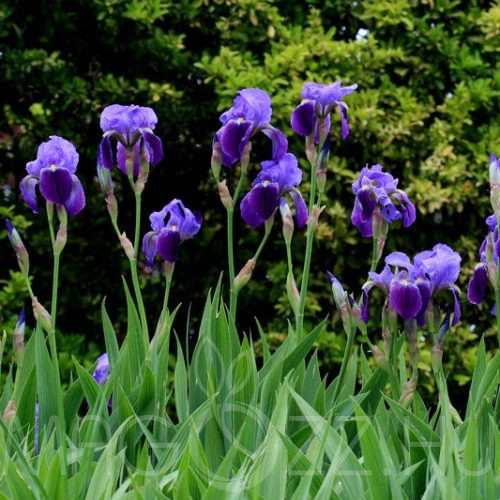 Lila Irisz-nőszirom (Iris germanica)!10db mag