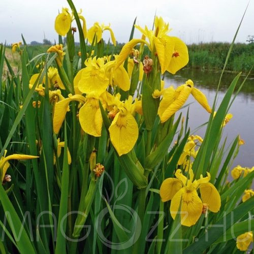 Sárga mocsári nőszirom ( Iris pseudacorus)!15db mag