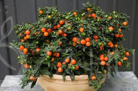 Díszparadicsom-korallbokor (Solanum pseudocapsicum)!10db mag