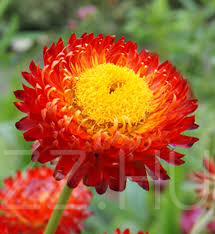 Piros Szalmarózsa (helichrysum bracteatum red)!20db mag