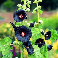 Fekete kerti mályvarózsa Black Hollyhock (Alcea rosea nigra)!8db mag!