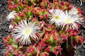 Jeges kristályvirág (Mesembryanthemum crystallinum)!20db mag