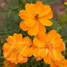 Kénsárga pillangóvirág (Cosmos sulphureus) magok!15db mag!