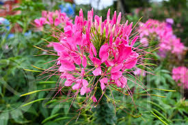 Kleopátra tűje (Cleome spinosa)20db mag
