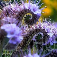 Facélia (Phacelia tanacetifolia)!60db mag