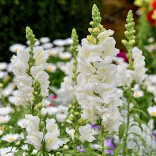 Fehér Tátika-oroszlánszáj /Antirrhinum majus 'White'/!30db mag