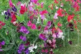 Szagos bükköny színkeverék(Lathyrus odoratus)!6db mag