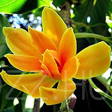 Parfümfa - Magnolia champaca !3db mag