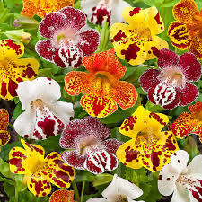 Bohóc virág ( Mimulus)!50db mag