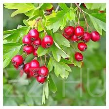 Galagonya (Crataegus) gyógynövény!8db mag