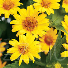 Érdes napszemvirág (Heliopsis helianthoides)20db mag