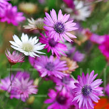 Vasvirág ( 'Xeranthemum annuum')!10db mag