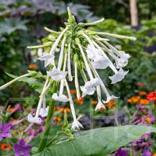 Illatos virágzó díszdohány, ( Nicotiana sylvestris )!50db mag