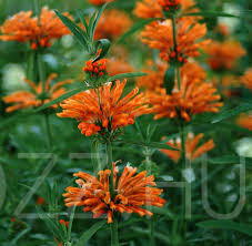 Oroszlánfarok (Leonotis leonurus)!5db mag
