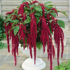 Amaranthus -rókafarok!150db mag
