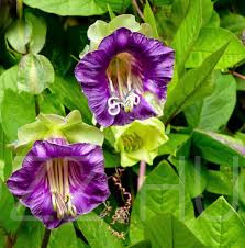 Serleglonc (Cobaea scandens)!2db mag