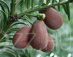 Csonthéjas áltiszafa (Cephalotaxus harringtonia var. drupacea)!3db mag