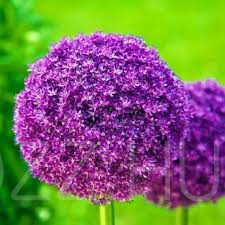 Évelő Óriás LÉGGÖMBHAGYMA /Allium giganteum/!15DB MAG