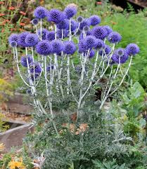 Kék szamárkenyér(Echinops ruthenicus)!5db mag