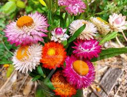Szalmarózsa színkeverék (Xerochrysum bracteatum)!20db mag