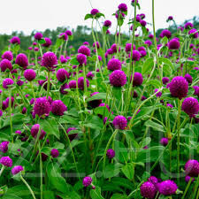 Bíborka (Gomphrena globosa) !20db mag