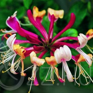 Illatos Búbos Lonc (Lonicera periclymenum)!10db mag