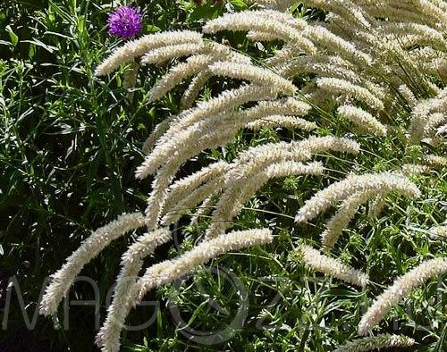 Prémes gyöngyperje 'Melica ciliata'!25db mag
