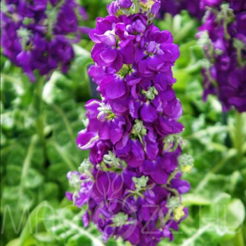 Nyári Lila viola (Matthiola incana) !15db mag