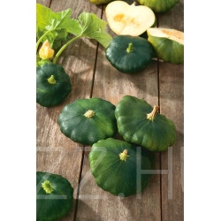 Patiszon Okra zöld (cucurbita pepo var. patisoniana) ! 2db mag