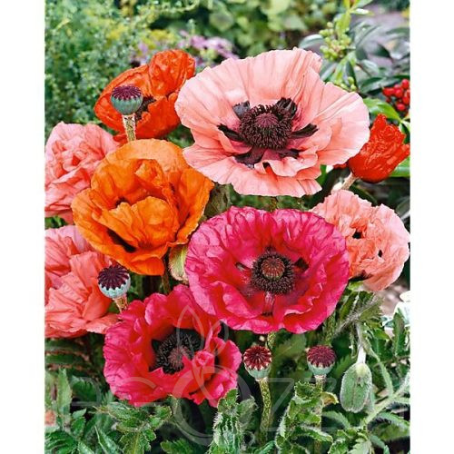 Díszpipacs színkeverék (Papaver Orientale)!25db mag