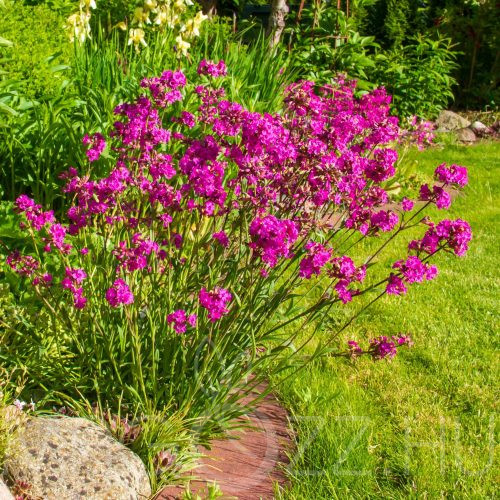 Évelő Szurokszegfű (Silene viscaria)!100db mag