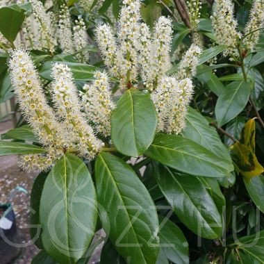 Novita babérmeggy / PRUNUS LAUROCERASUS 'NOVITA'/!10db mag