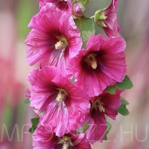 Pink kerti mályvarózsa !8db mag