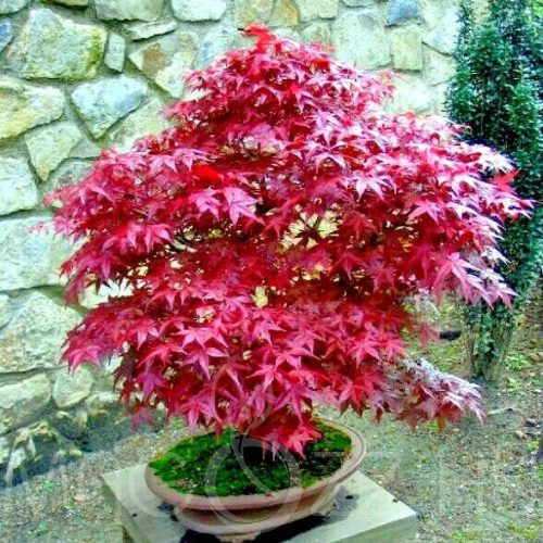 Acer Palmatum (Atropurpureum) Bonsai fa!5db mag