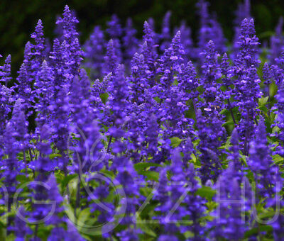 Lisztes Zsálya (Salvia farinacea)!10db mag