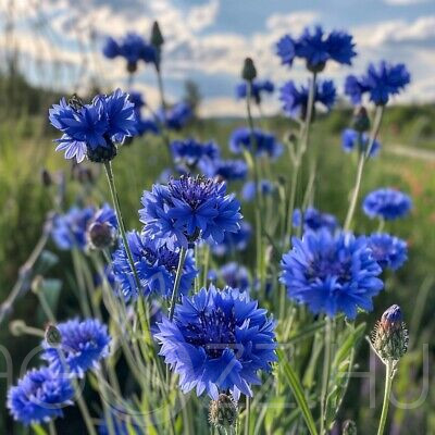 Kék búzavirág 'Centaurea cyanus 'Blue Boy' !20db mag