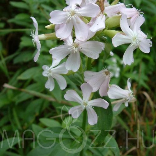 Orvosi szappanfű 'Saponaria officinalis'!25db mag