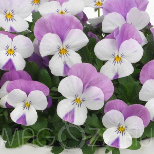 Szarvas Árvácska (Viola Cornuta sorbet pink)!5db mag
