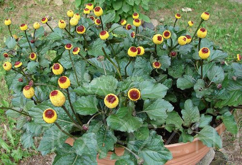 Szemgolyó-Iskolavirág 'Acmella oleracea'!10db mag
