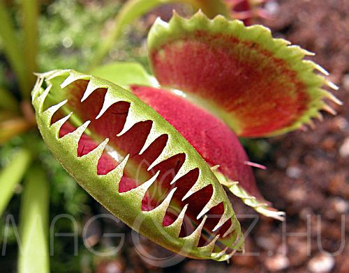 Vénusz légycsapója (Dionaea muscipula)!4db mag