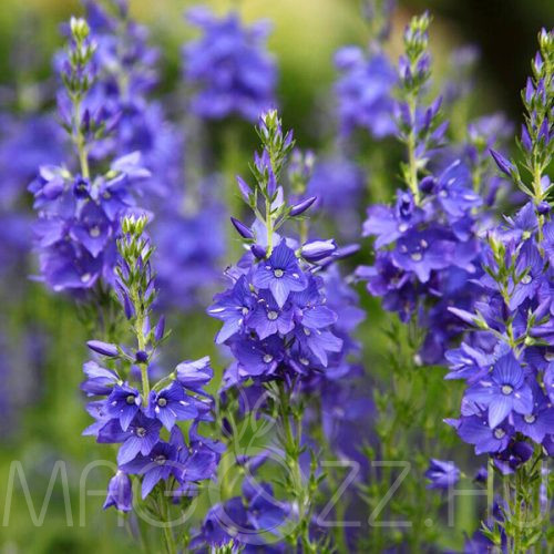 Veronika (Veronica teucrium)Royal blue!10db mag