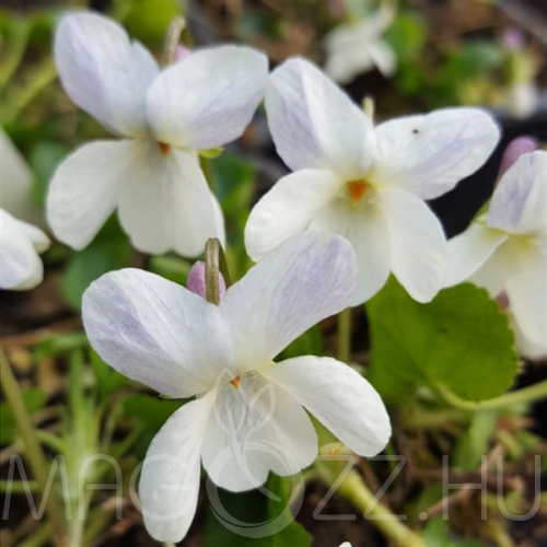 Fehér Ibolya (Viola alba)!5db mag