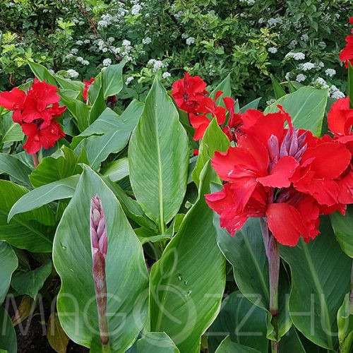 Tűzpiros Kanna /Cannaceae /!5db mag!