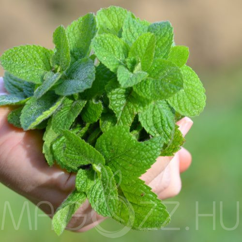 CITROMFŰ 'Melissa officinalis'!50db mag