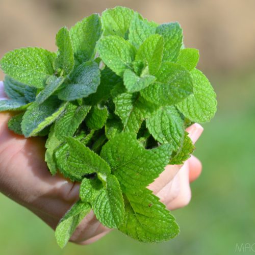 CITROMFŰ 'Melissa officinalis'!50db mag