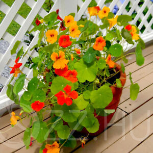 Sarkantyúka (Tropaeolum majus)!4db mag